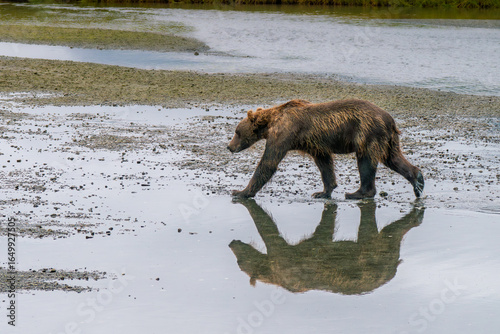 Solitary brown bear with reflection in the river of Lake Clark National Park of Kenai Peninsula, Alaska