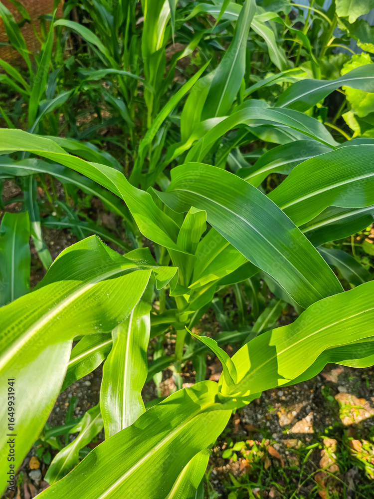 Fototapeta premium Corn leaves at sunrise on a maize plant