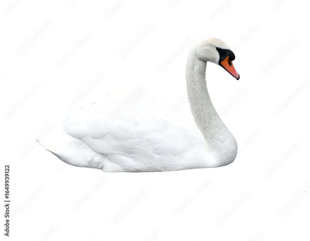 Fototapeta premium Elegant white swan gracefully glides on water, exuding serene beauty and natural elegance for your designs.