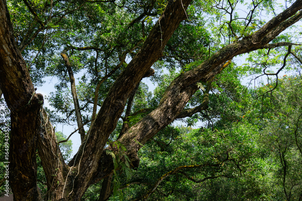 Fototapeta premium Sunlit Branches and Lush Foliage in a Forest Canopy