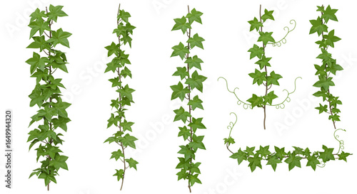 Set of isolated green ivy vines and climbing plant elements. Vector illustration of liana leaves for decorative border and frame design on a white background.