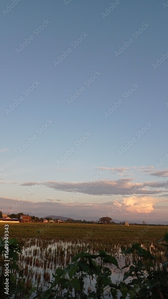 Obraz premium Serene Rural Landscape with Rice Fields Under Blue Sky During Sunset