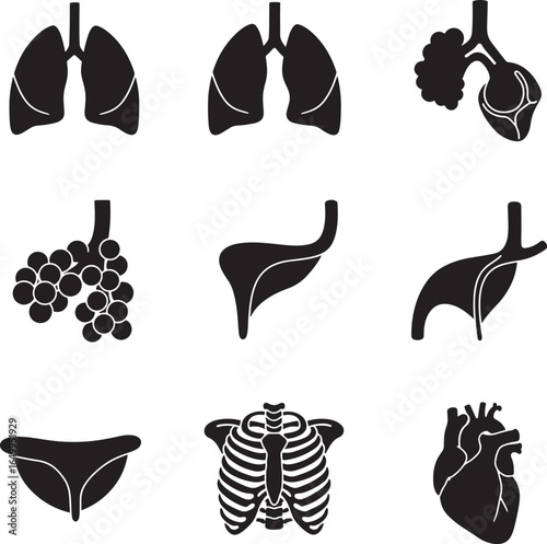 Collection of human internal organ silhouettes including lungs heart ribs and stomach