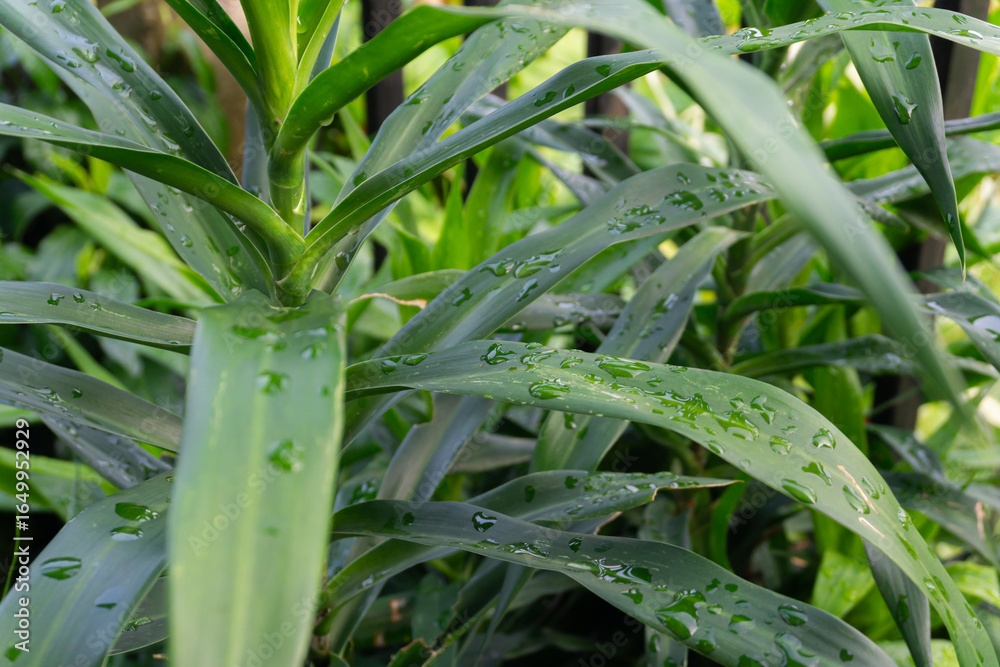 Fototapeta premium Close-up of Lush Green Leaves with Water Droplets