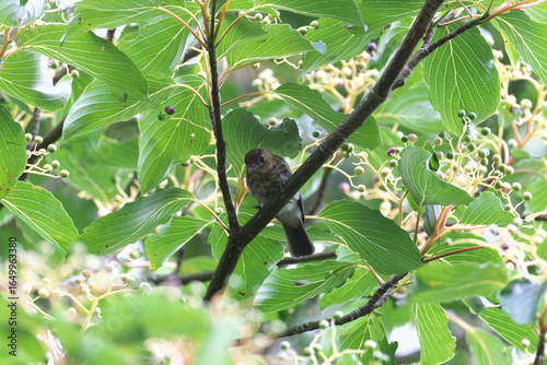 Table Dogwood fruit, which is very popular with wild birds, especially summer birds