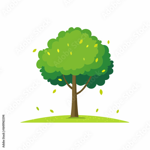 small little linden tree isolated on white 