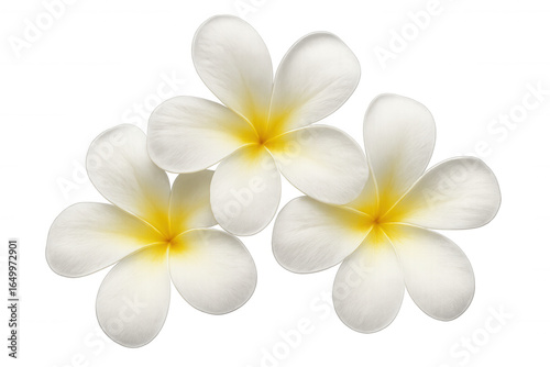 Plumeria flowers with white petals and yellow center creating a beautiful tropical design element on a transparent background