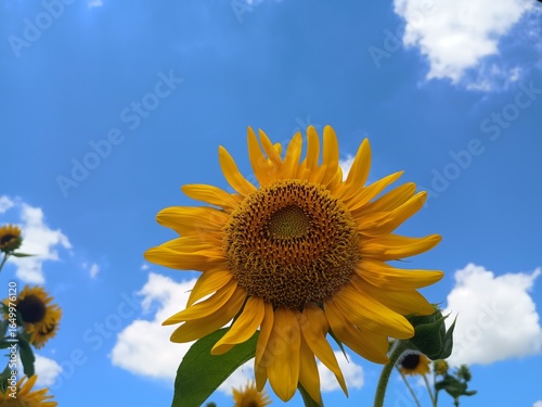 ひまわりと青空