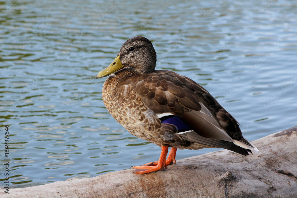 duck on a log in the water
duck on a log in the water
