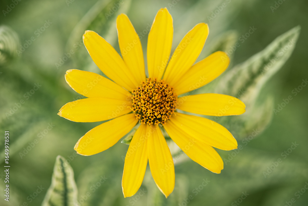 Obraz premium Yellow heliopsis flower on a blurred background.