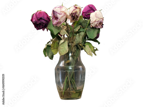 Dead roses in a vase isolated