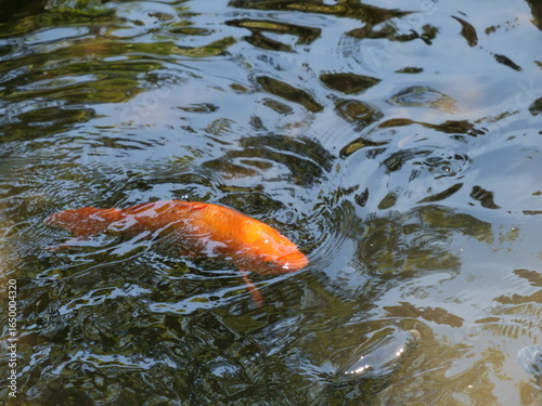 池の中を泳ぐ鯉