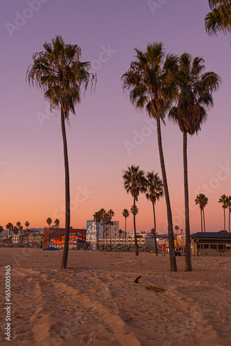 Palm trees on the sunset at venice beach, Los Angeles, California