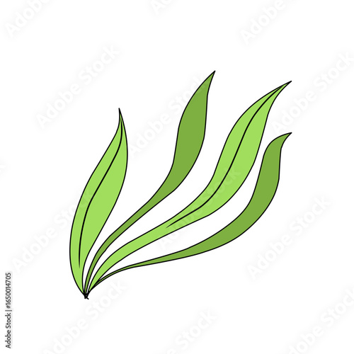 green seaweed vector