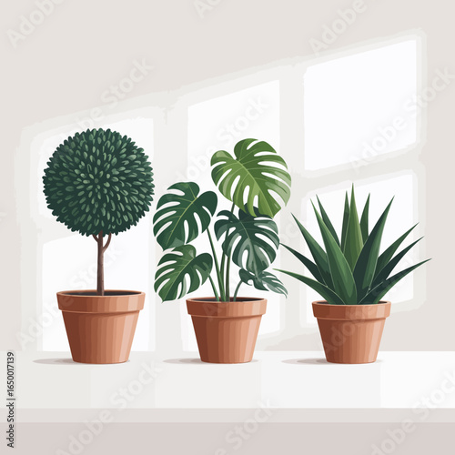 A stylish trio of potted plants including a lush topiary, a Monstera, and an agave thrive together on a shelf, showcasing the beauty of greenery in contemporary decor settings.