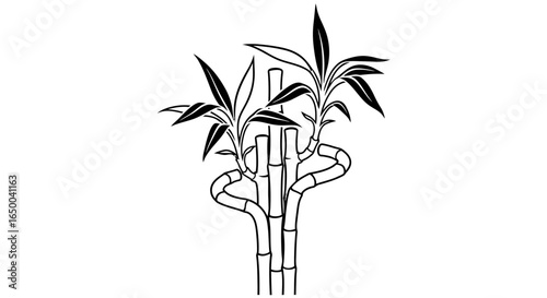 Lucky Bamboo Arrangement Close-up of Stalks and Leaves