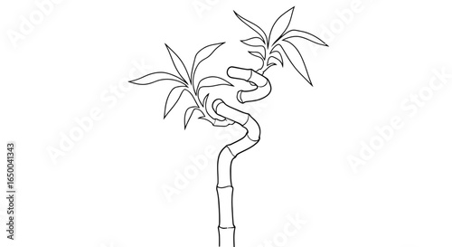 Lucky Bamboo Plant Drawing Spiral Stem and Leaves