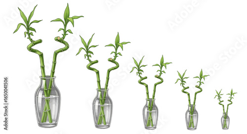 Lucky Bamboo in Vases Collection Ornamental Plants Arrangement