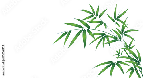 Lucky Bamboo Stalks Illustration on White