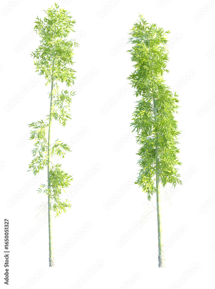 Fototapeta premium Dendrocalamus giganteus Tree cutout transparent background