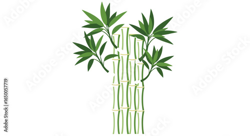 Lucky Bamboo Stalks with Green Leaves Illustration