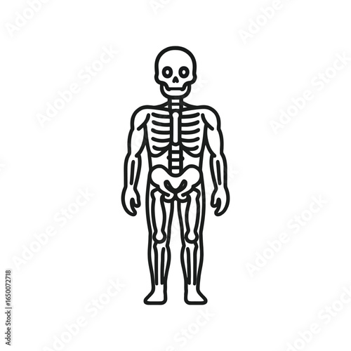 Detailed human musculoskeletal system anatomy vector design isolated on white background isolated on transparent background