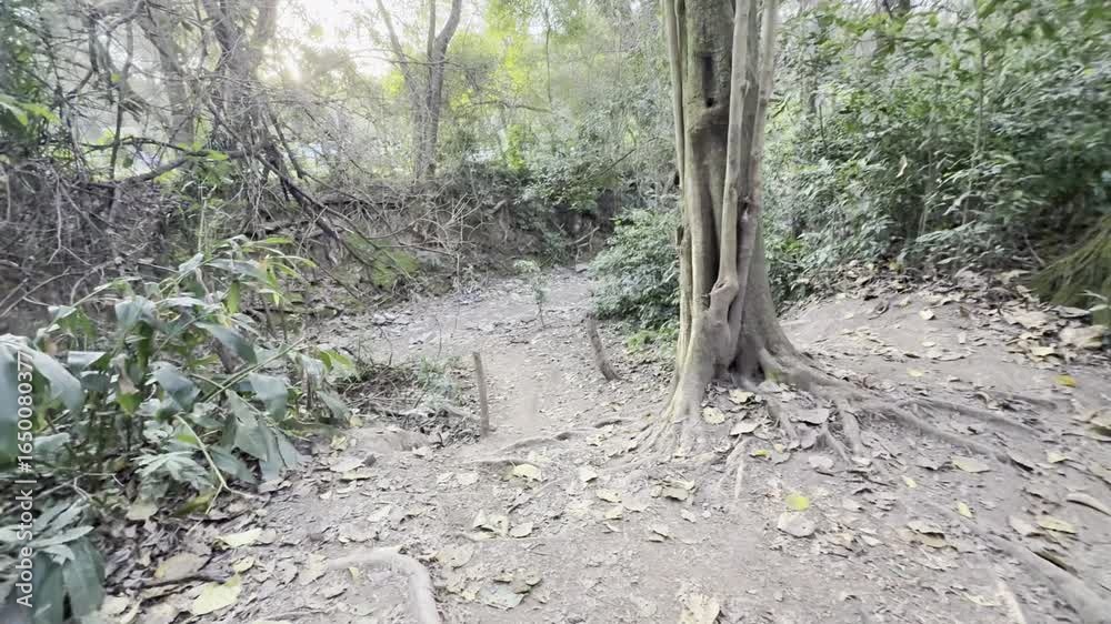 raices arbol sendero senda bosque