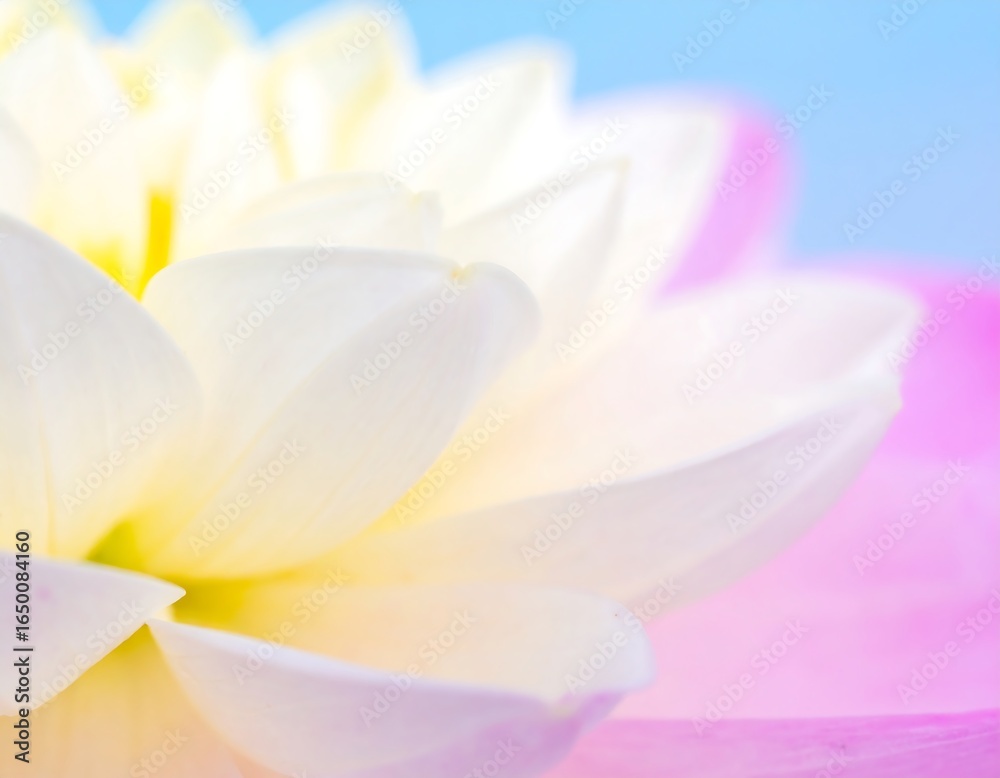Fototapeta premium Dreamy close-up of a white dahlia with pastel background creates soft atmosphere