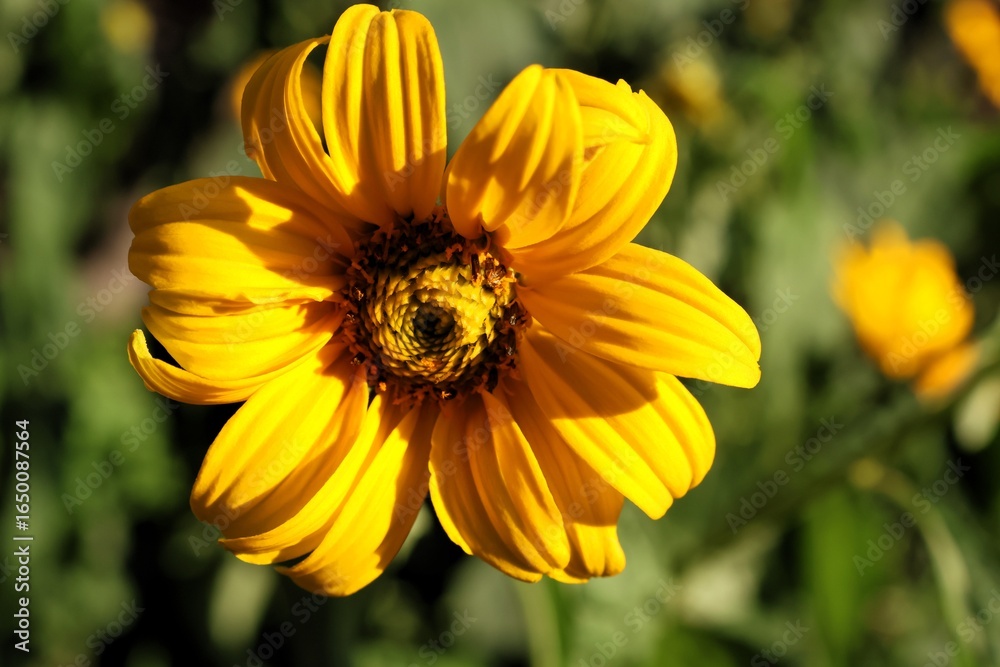 A sunlit yellow flower with dark center, captured in soft evening light. A sunlit yellow flower with dark center, captured in soft evening light.