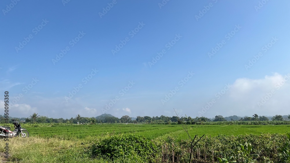 Obraz premium tractor in field