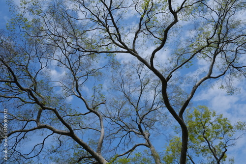 Spring Tree Branch Silhouette with Green Leaves Against Blue Sky in Tokyo, Japan