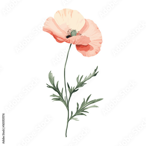 Poppy flower poppy illustration vector
