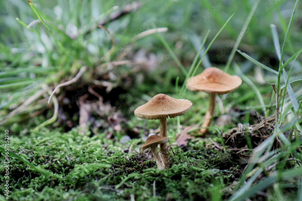 mushroom in the forest mushroom in the forest