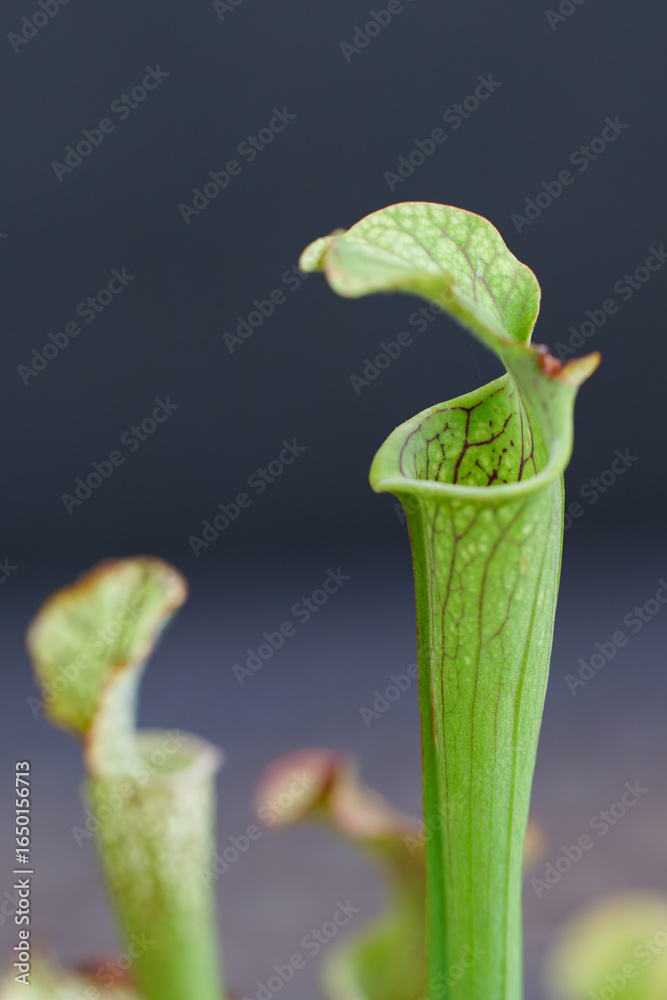 Obraz premium 食虫植物 サラセニア01