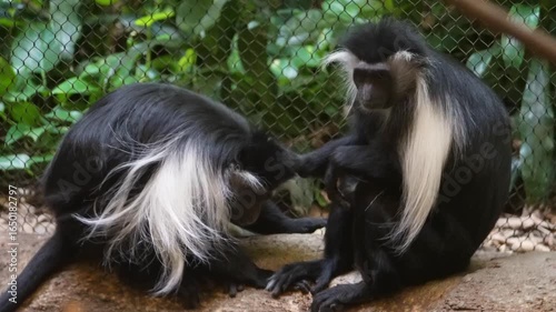 Two monkeys engage in playful interaction in a lush tropical habitat at the animal sanctuary