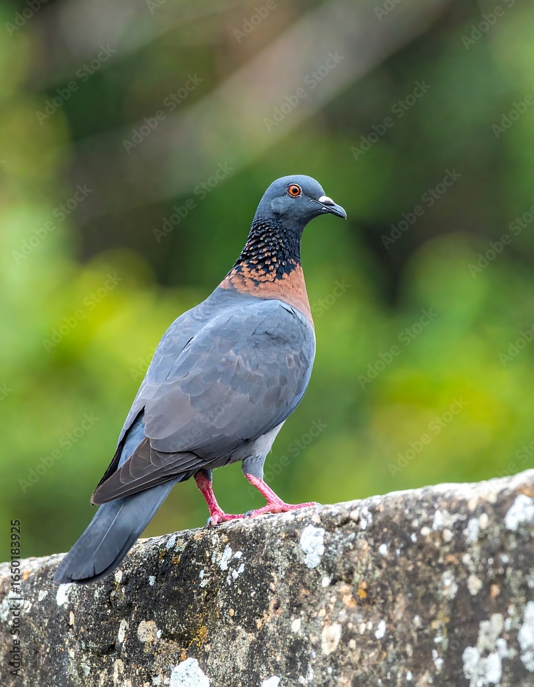 Fototapeta premium A dark-grey bird with reddish-brown neck perched on a stone wall