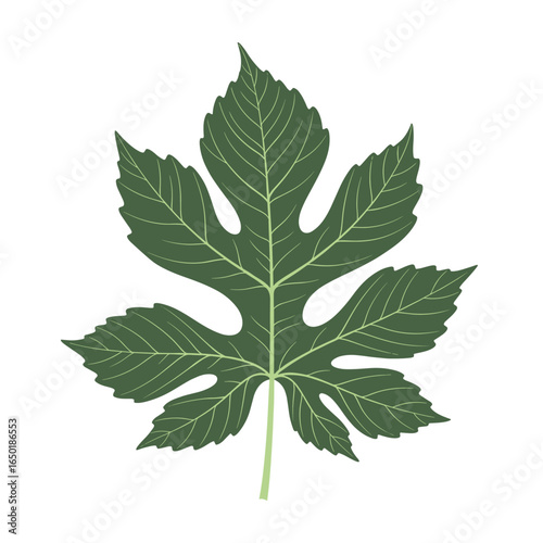 Green fig leaf detailed illustration nature botanical garden plant organic growth leafy foliage