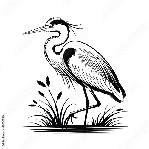 A great blue heron, a wild avian with grey feathers, stands on a branch against a white background