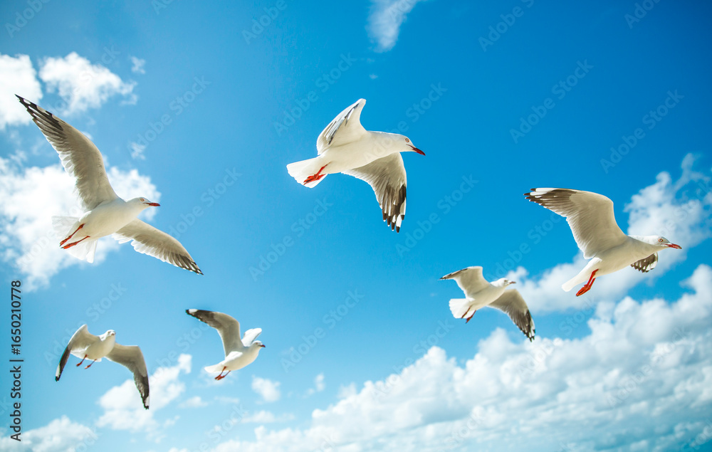 Fototapeta premium Flock of Seabirds Soaring Under Clear Blue Sky Over Ocean