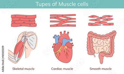 Types of muscles. Cardiac muscle, skeletal muscle, intestinal muscle. Vector illustration drawn in cartoon style