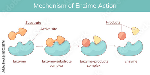 Mechanism of action of enzymes in the human body with substrate and product complexes. Educational medical illustration.
