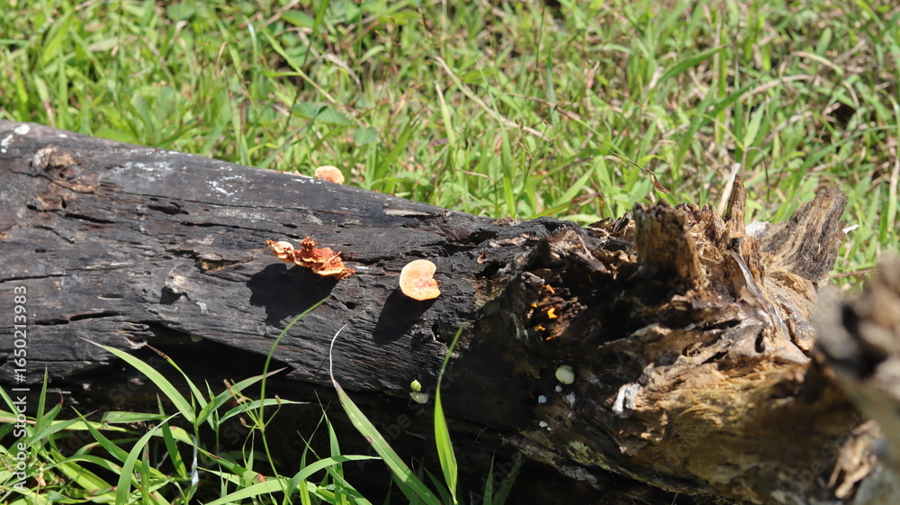 Obraz premium Orange and light brown mushrooms grow on dead logs from burning.