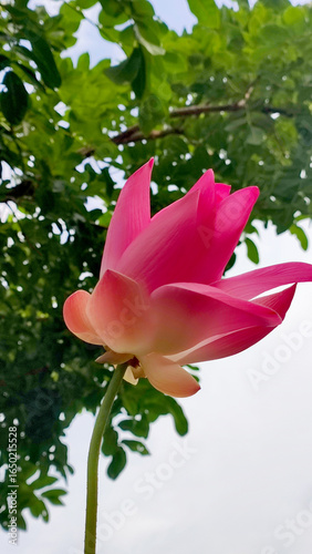 Beautiful pink lotus flower in full bloom with soft natural light, captured against a green leafy background. Perfect for nature, wellness, and meditation concepts.