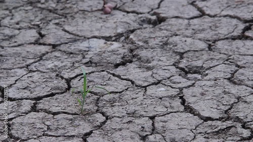 Single green grass growing in cracked ground with light wind 