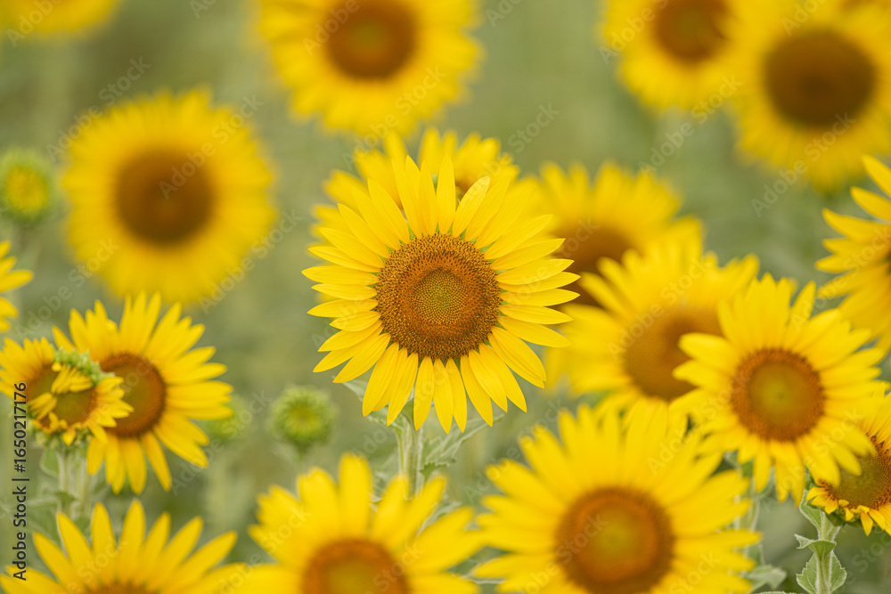 Fototapeta premium 美しい満開のひまわり畑