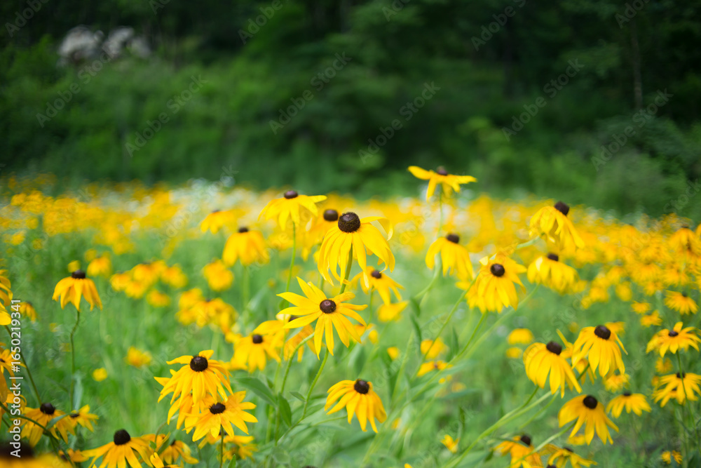 Obraz premium Expansive Field Of Vibrant Yellow Flowers In Full Bloom Photo