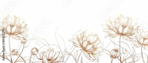Elegant sepia chrysanthemum border; white background; website header