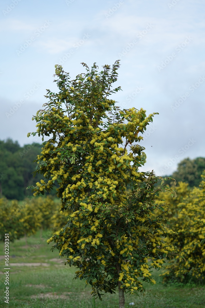 Fototapeta premium tree in the park