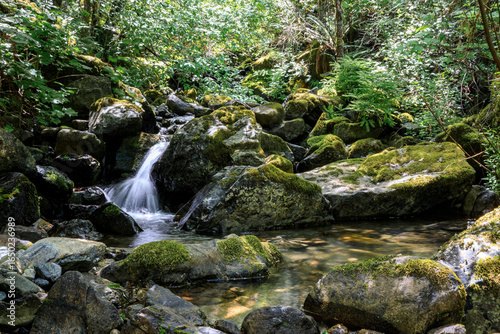 Natural Forest Stream with Green Moss