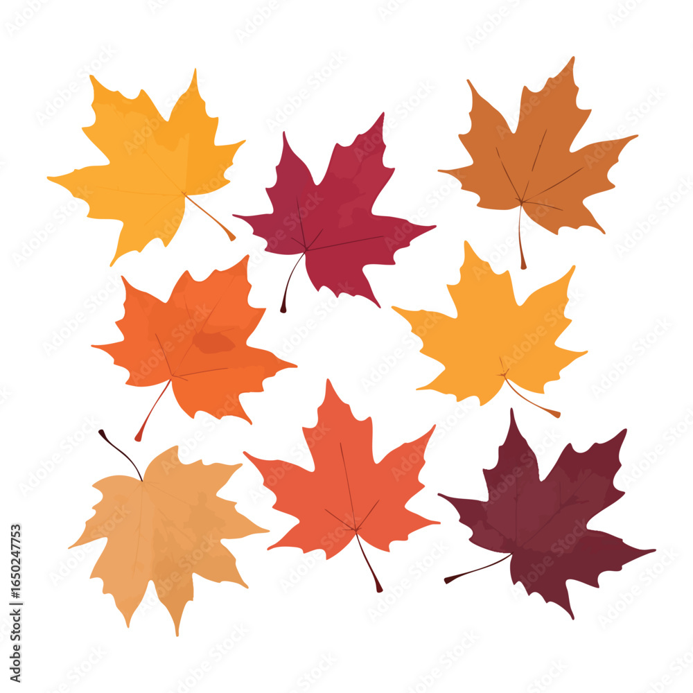 Fototapeta premium Collection of colorful autumn maple leaves in orange, red, and yellow hues displayed on a white backdrop Ideal for seasonal designs and autumnal themes.